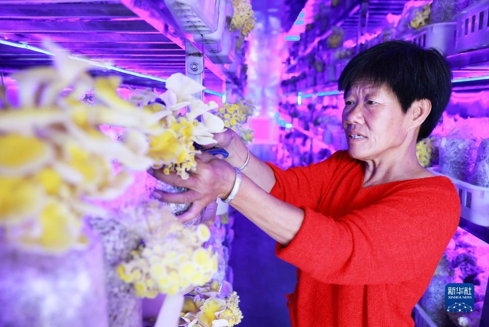 捕鱼达人官网